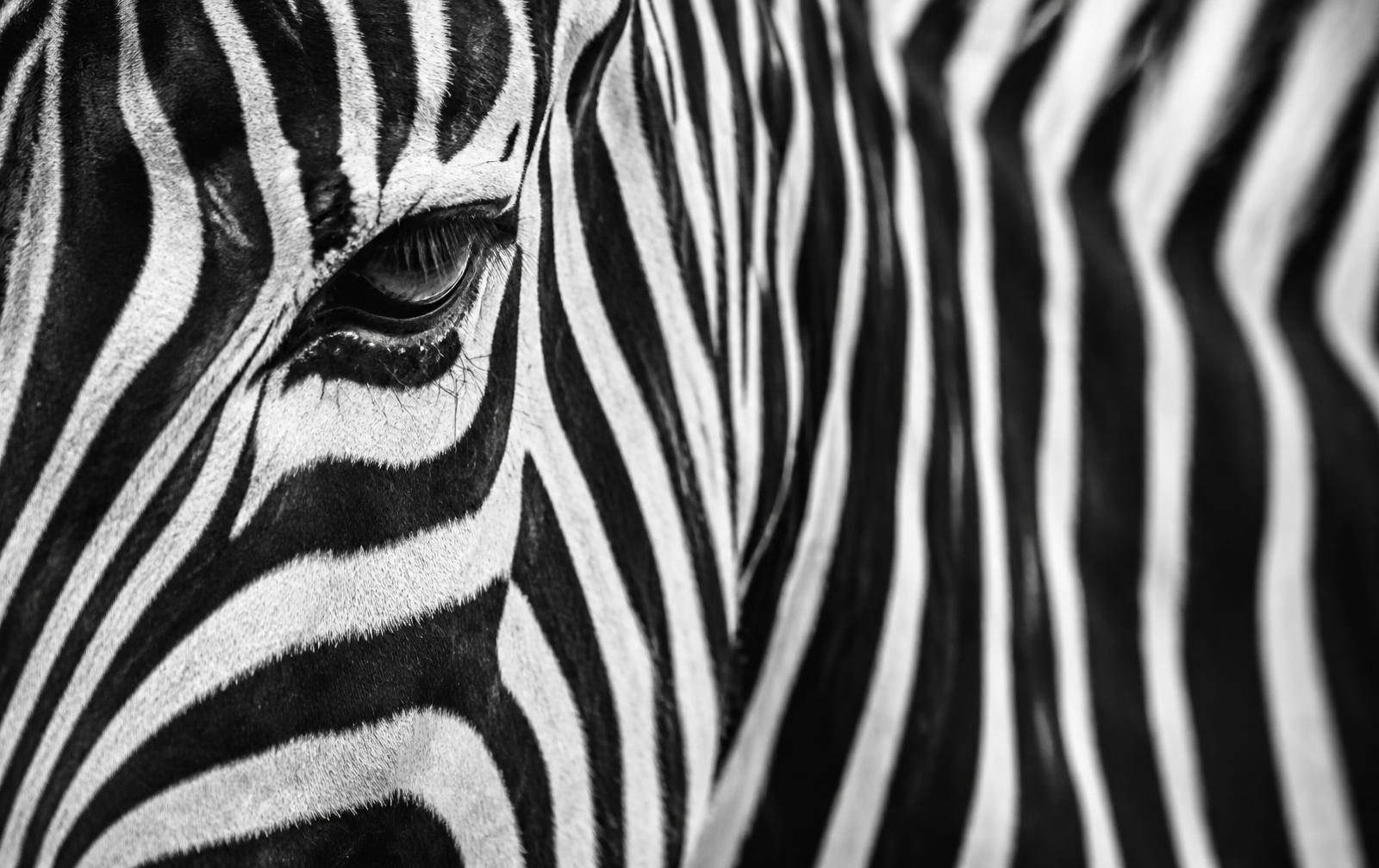 Close-up of zebra stripes
